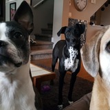 Entry image for Bella, Migo and Lulu