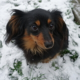 Entry image for Domo