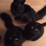 Entry image for Max, Joe, and Leo