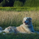 Entry image for Bear 