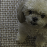 Entry image for HARLEY