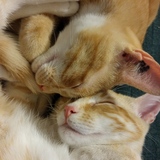 Entry image for Cariboo and Moose