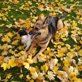 Entry image for Pheebs, canine & Maggs feline