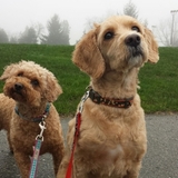 Entry image for Batman and Lacey