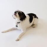 Entry image for Tucker 