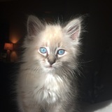 Entry image for Henry