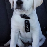 Entry image for Dante