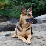 Entry image for Pheebs