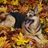 Entry image for Pheebee-girl