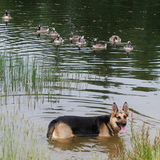 Entry image for Pheebs