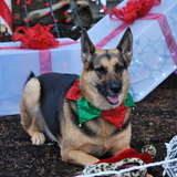 Entry image for Pheebs