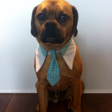 Entry image for Buddy