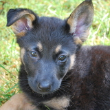 Entry image for Pheebee