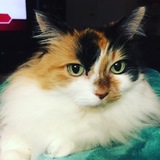 Entry image for Sweetie