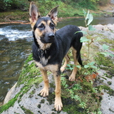 Entry image for Pheebee