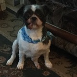 Entry image for Teddybear