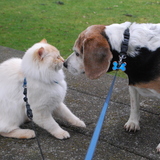 Entry image for Feline-Maggs, Beagle-Trip