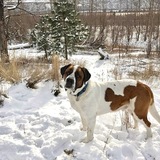 Entry image for Mickey