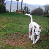 Entry image for Mowgli