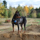 Entry image for TAYA