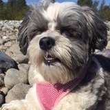 Entry image for Frankie