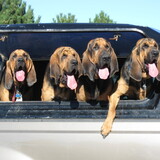 Entry image for The Bloodhound Brothers