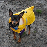 Entry image for TAYA