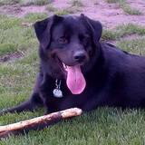 Entry image for Django