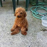 Entry image for Finnigan 