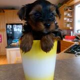 Entry image for TETLEY