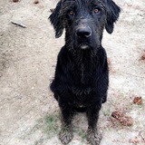 Entry image for Ryker