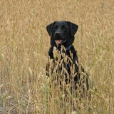 Entry image for Nova