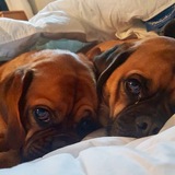 Entry image for Harley and Frisco 