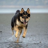 Entry image for Kaya