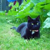 Entry image for Miss Minnie Mouser