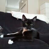 Entry image for Chairman Meow