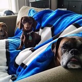 Entry image for Bob Chip and Finn