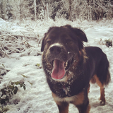 Entry image for Whiskey