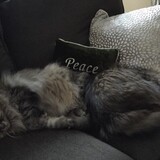 Entry image for Kiska and Neena