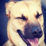 Entry image for Zorro 