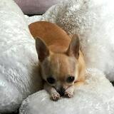 Entry image for Carmela