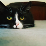 Entry image for George the cat