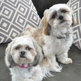 Entry image for Max and Chloe