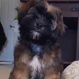 Entry image for Maximus