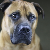 Entry image for Nitro