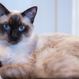 Entry image for Drake