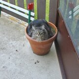 Entry image for Gracie