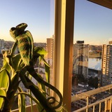 Entry image for Carmine