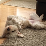 Entry image for Lexi