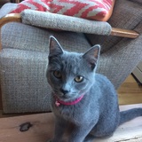 Entry image for Willow